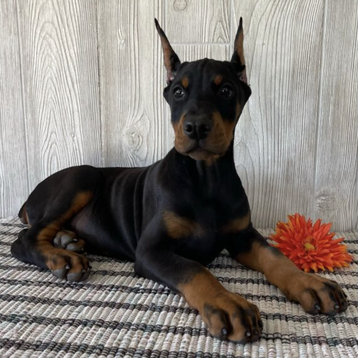 comprar cachorros sanos, baratos y asequibles para la venta